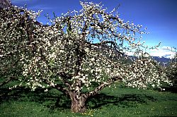 Apfelbaum in Unterrain/Eppan