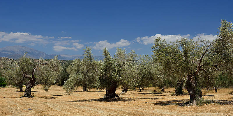 Olivenbume in der Messara-Ebene