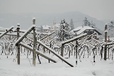 Weinberg im Schnee