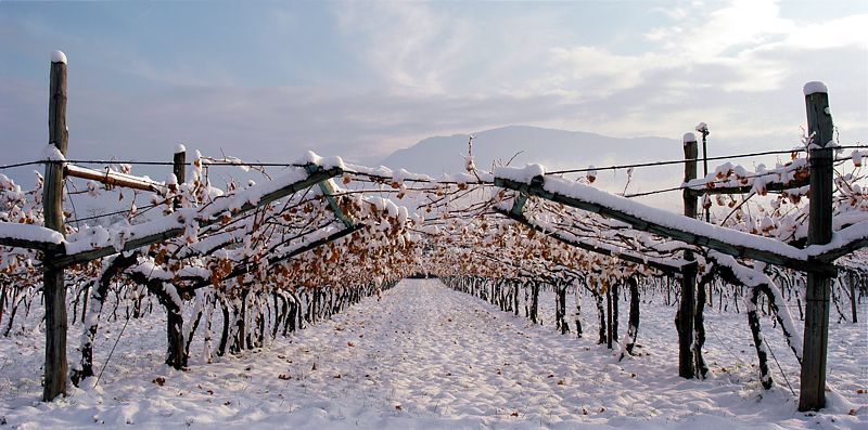 Weinberge im Schnee