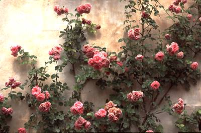 Rosen auf alten Mauern